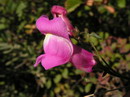 Antirrhinum Majus